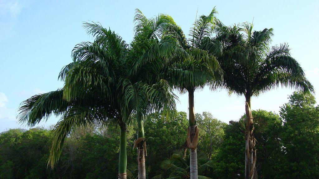 Palm'Studio Anse De Caritan サンタンヌ エクステリア 写真
